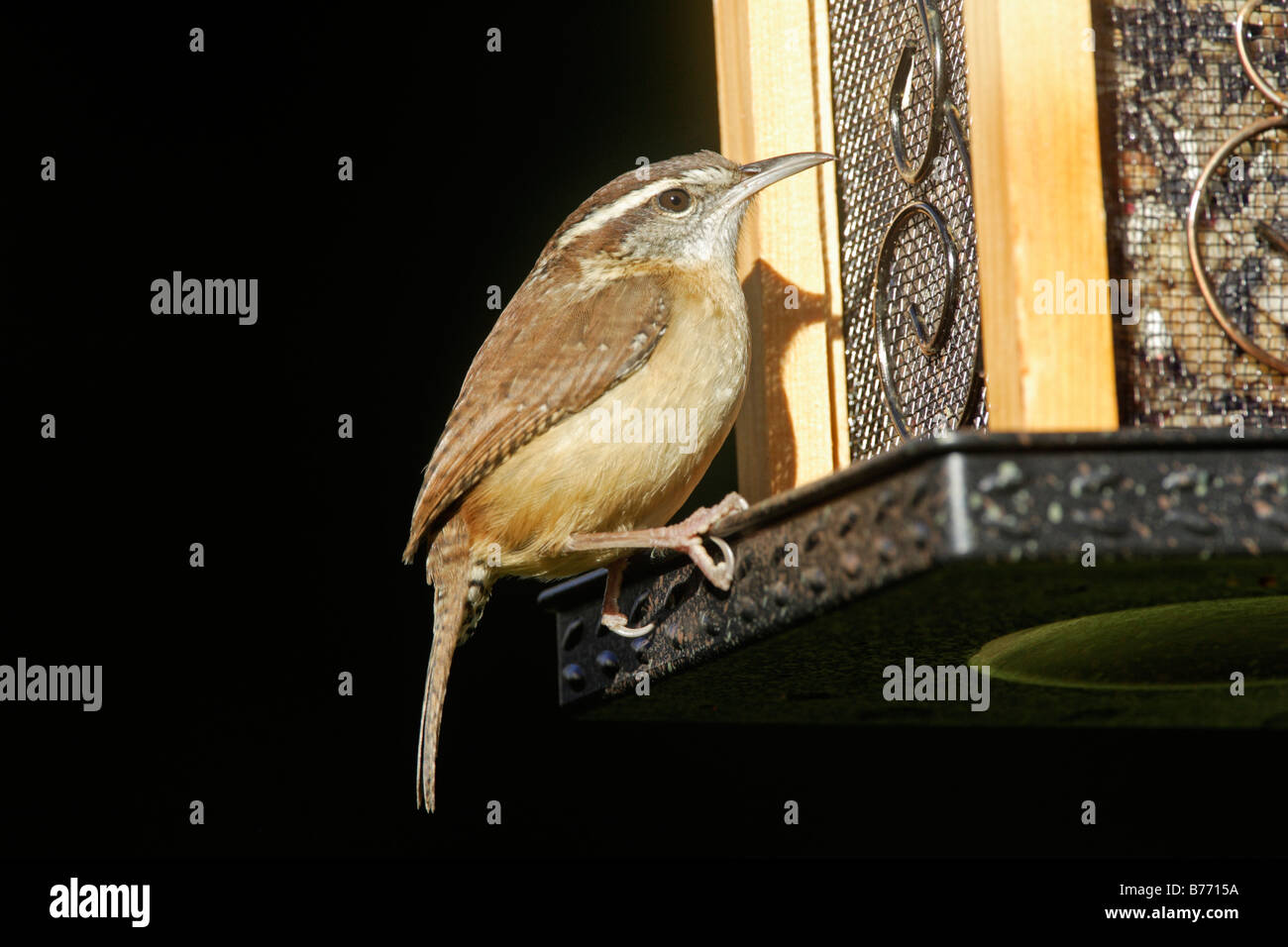 Troglodyte de Caroline sur convoyeur de jardin Banque D'Images