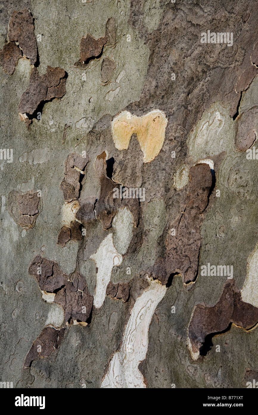 Écorce de platane Banque D'Images