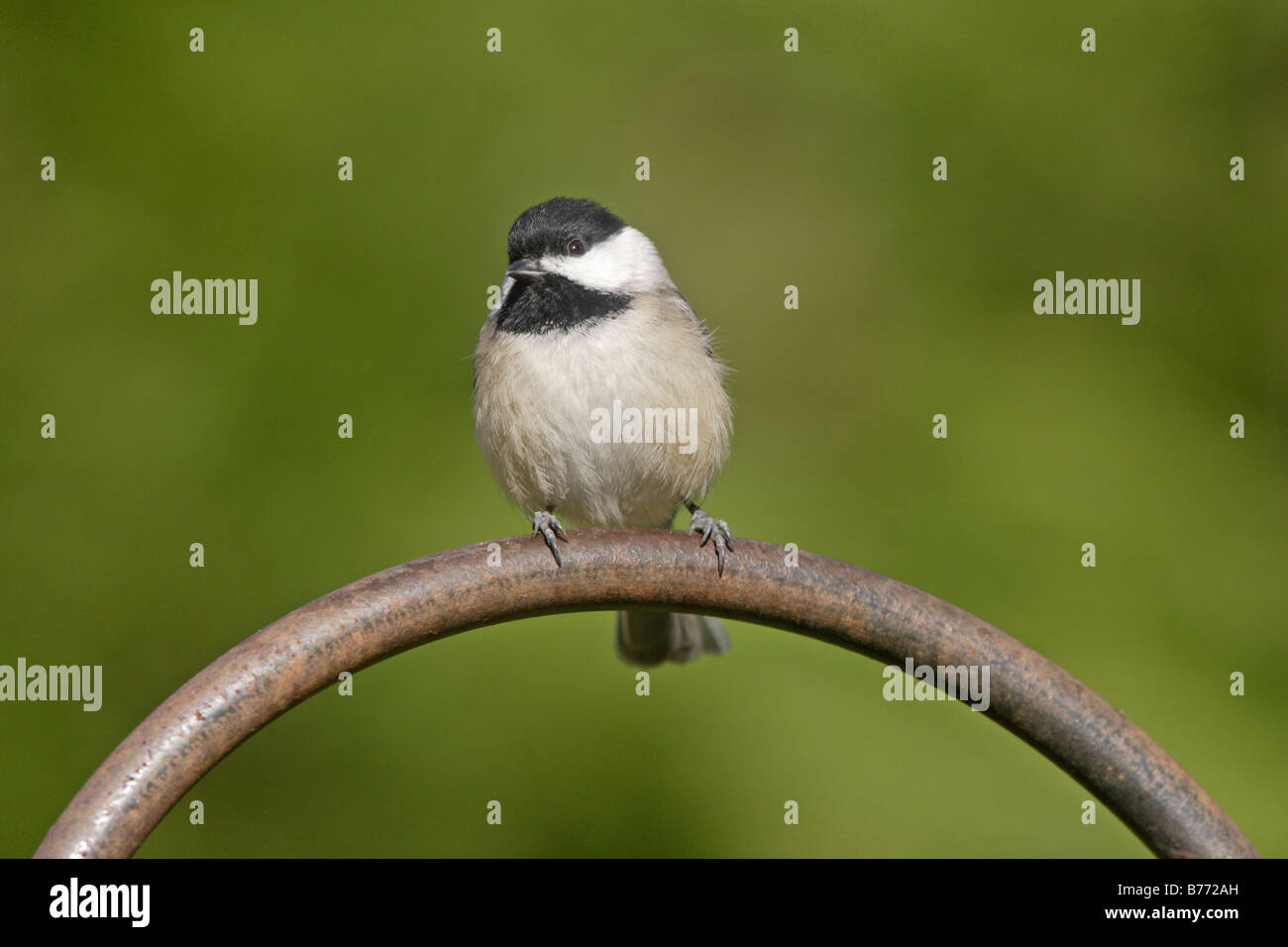 Carolina Chickadee sur convoyeur de jardin Banque D'Images