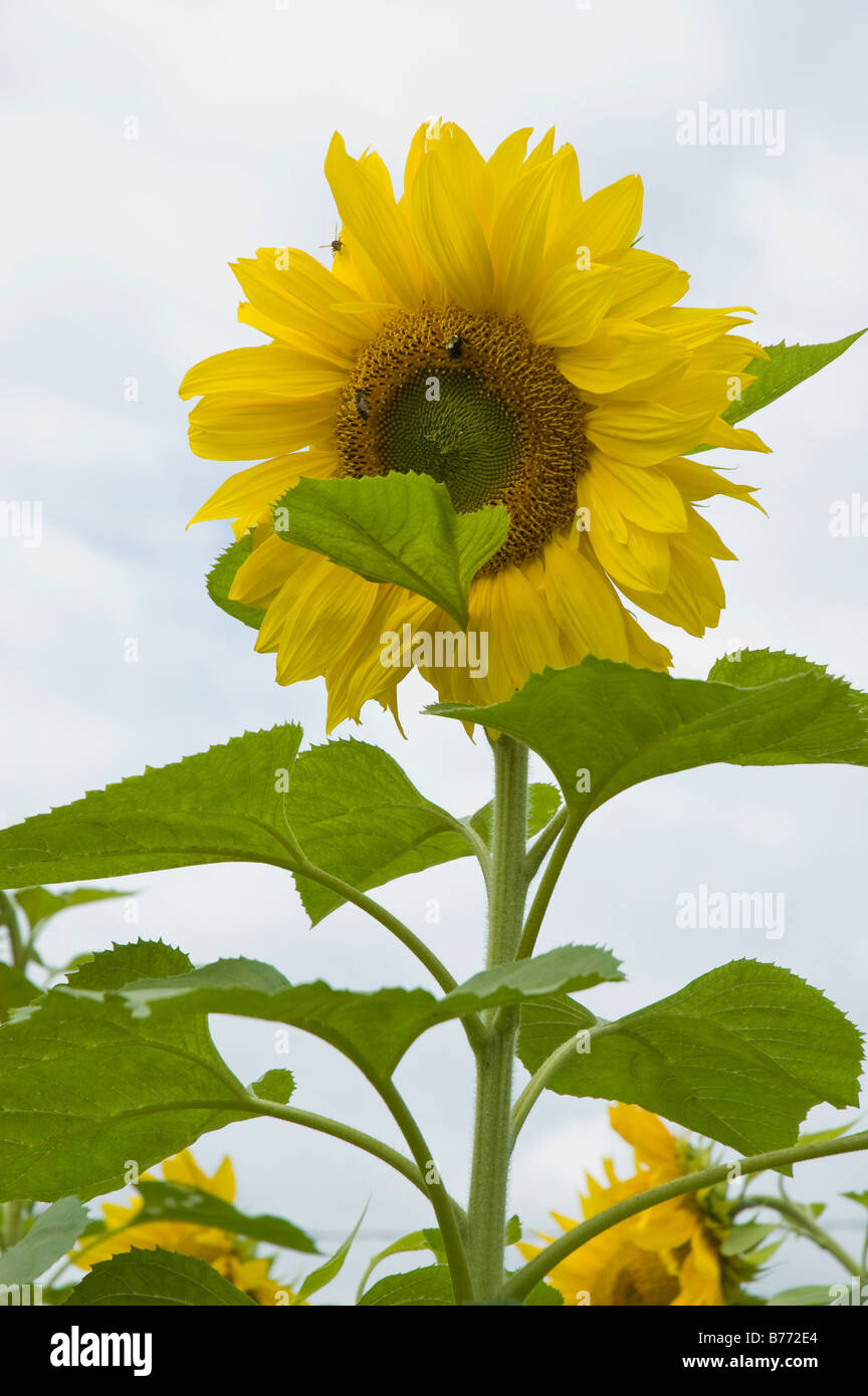L'est commune bourdons les bourdons (Bombus impatiens) sur un géant jaune tournesol (Helianthus giganteus) Banque D'Images