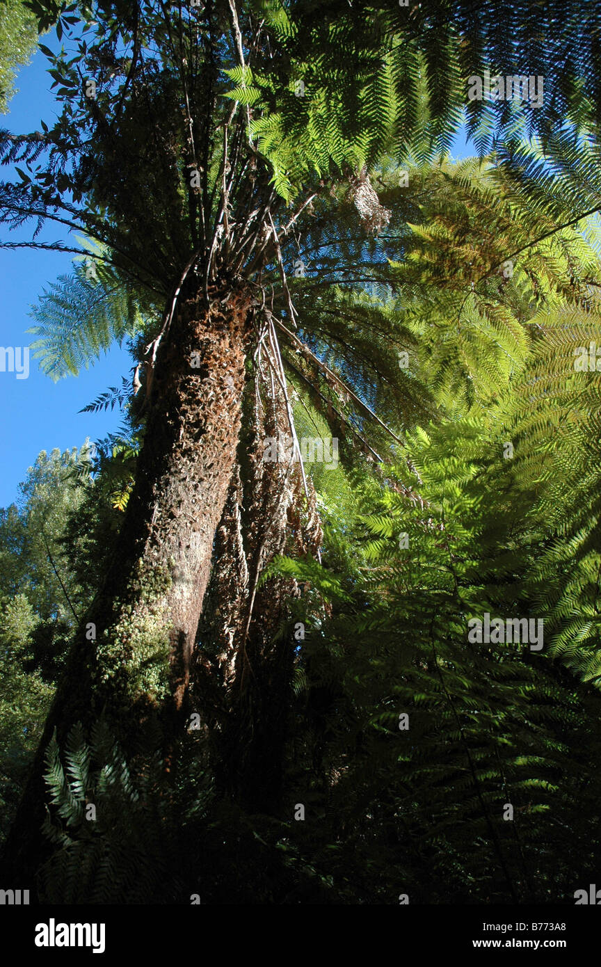 La croissance typique dans la forêt pluvieuse, la moitié ouest de la Tasmanie. Banque D'Images
