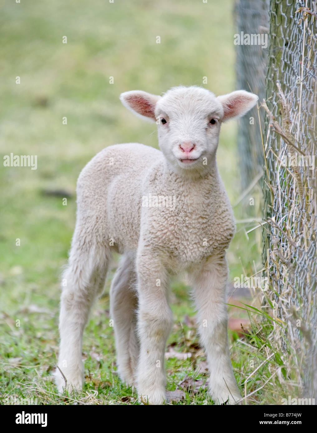 Schaf lamm Banque de photographies et d’images à haute résolution - Alamy