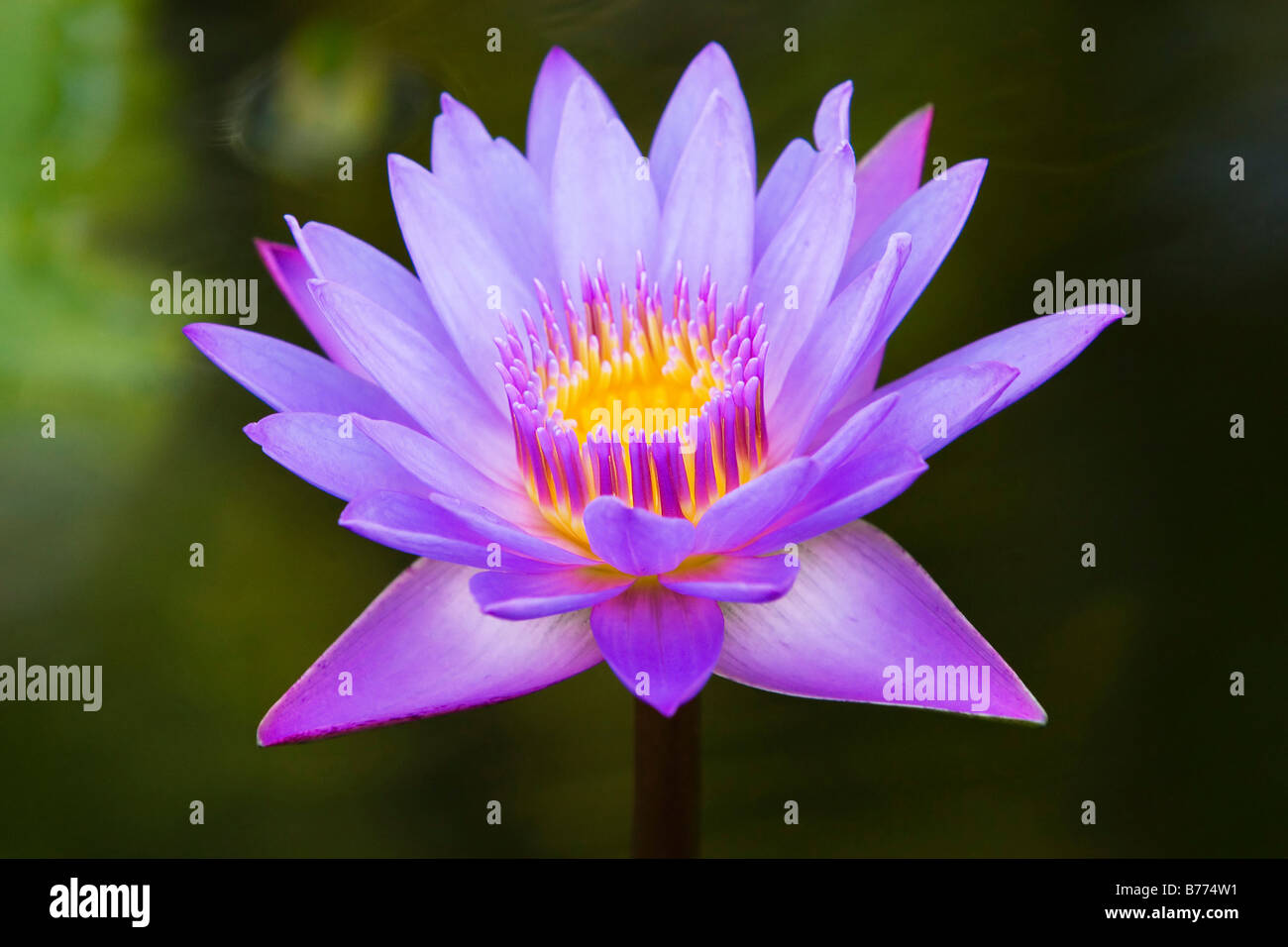 Fleur de lotus pourpre (un type de Water Lily) Banque D'Images