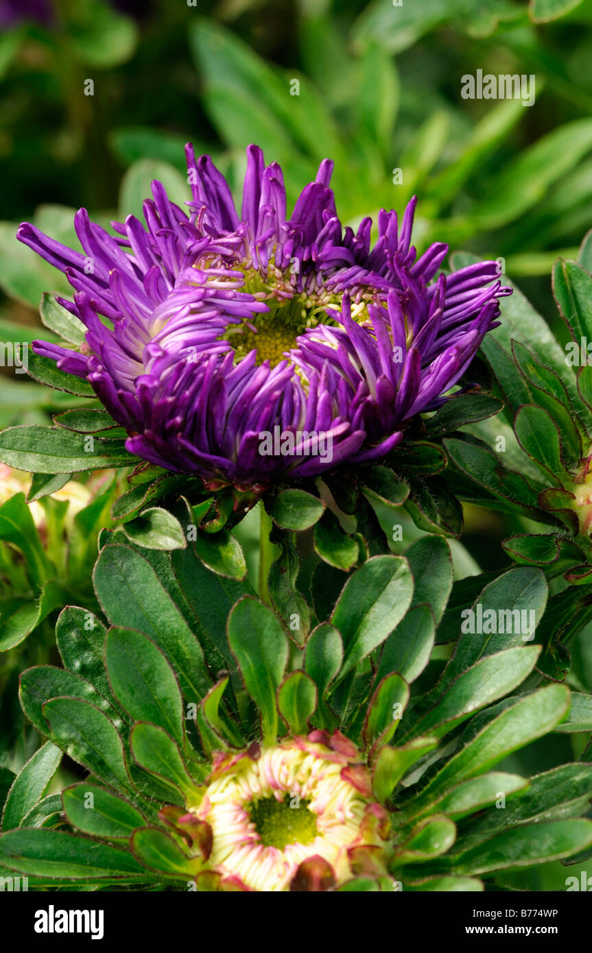 Compliment aster cultivar vivace série rubis Fleur Fleur Fleur Fleur lilas mauve Banque D'Images