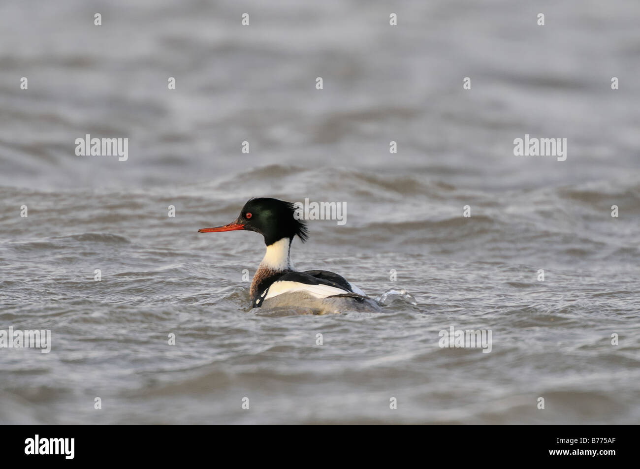 Harle huppé Mergus serrator rouge mâle dans l'estuaire de marée Norfolk UK Novembre Banque D'Images