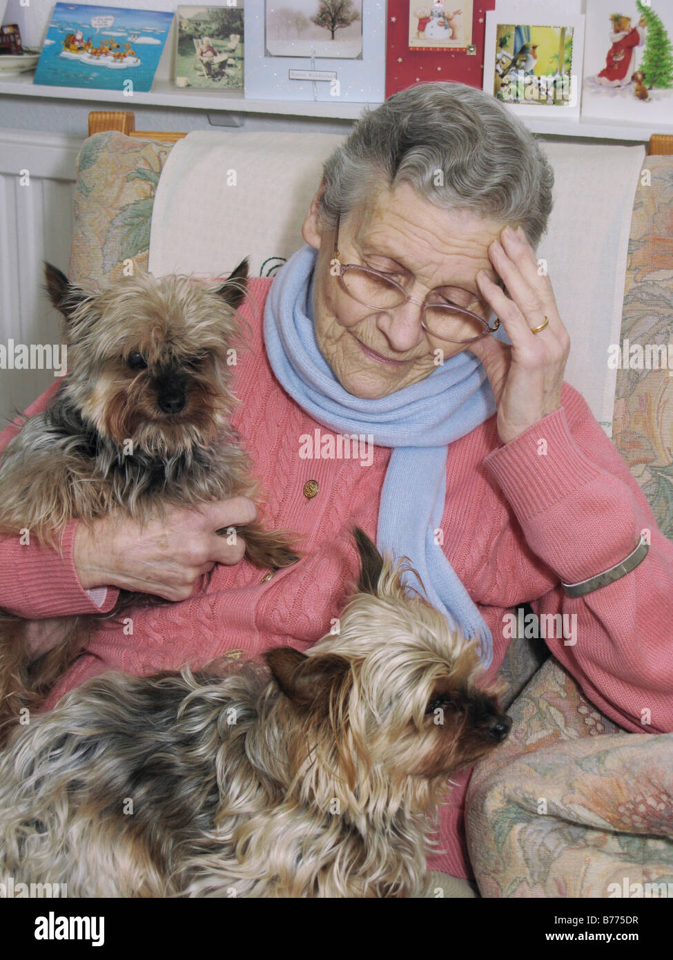 Vieille Femme se sentir triste malheureux à Noël assis avec son animal de compagnie yorkies Banque D'Images