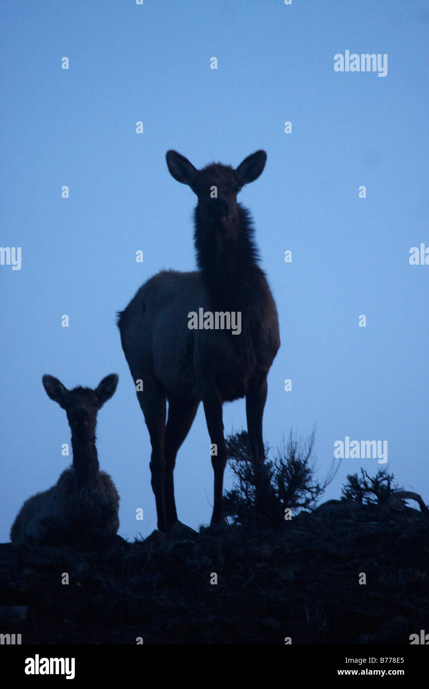 Silhouette Elk après le coucher du soleil dans les montagnes Rocheuses, USA Banque D'Images