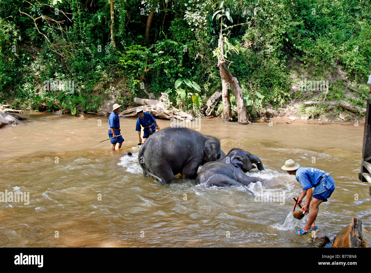 Le bain des éléphants, des éléphants de Mae Sa Valley, ferme, jungle, près de Chiang Mai, Thaïlande, Asie Banque D'Images