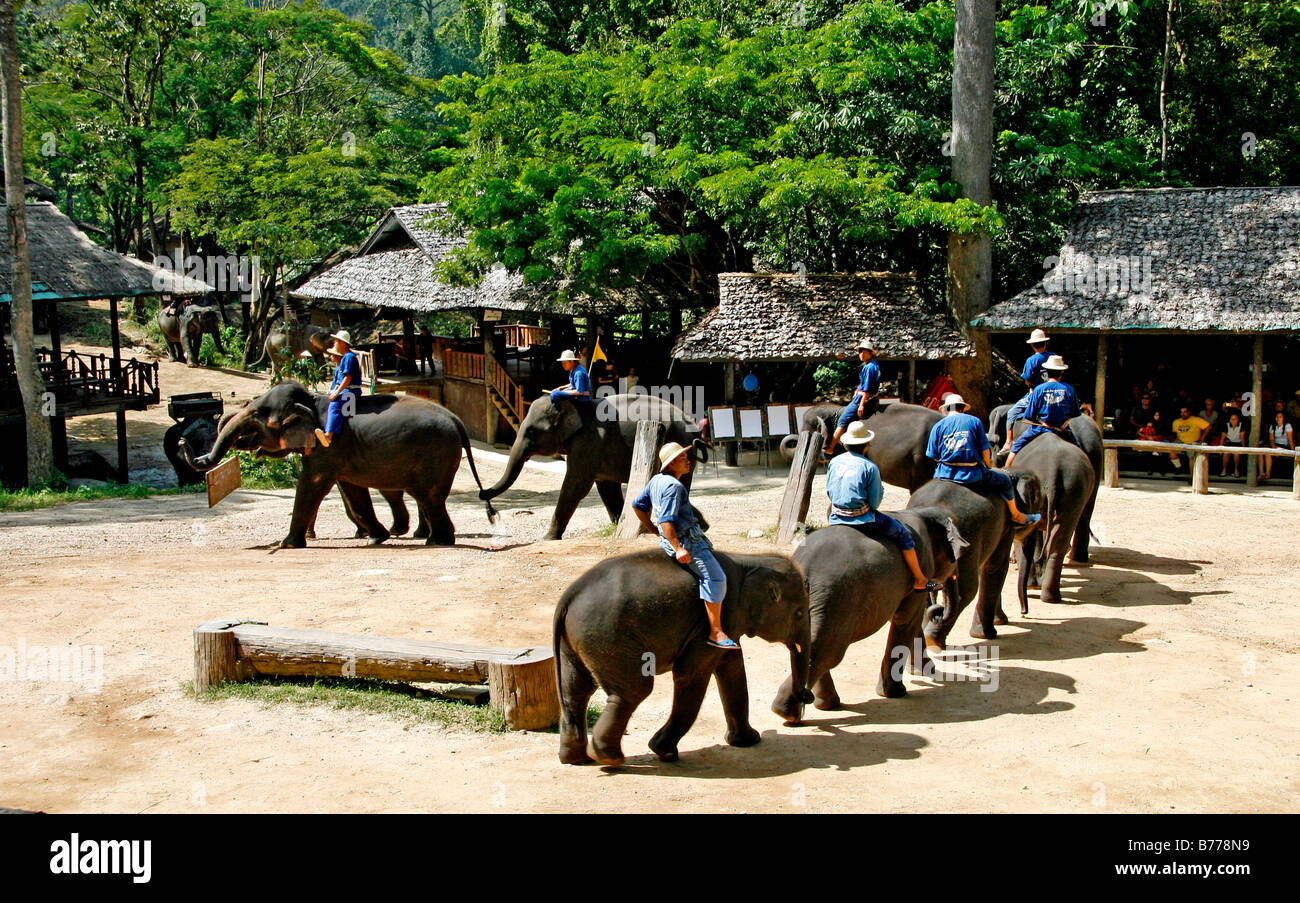 Voir l'éléphant, l'éléphant, la ferme de la vallée de Mae Sa, jungle, près de Chiang Mai, Thaïlande, Asie Banque D'Images