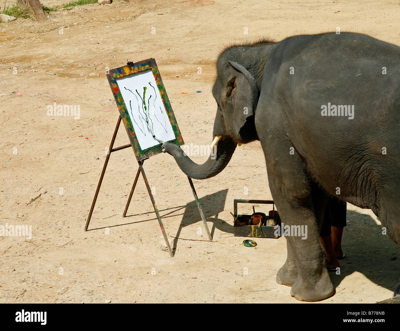 La peinture de l'éléphant, l'éléphant, la ferme de la vallée de Mae Sa, jungle, près de Chiang Mai, Thaïlande, Asie Banque D'Images