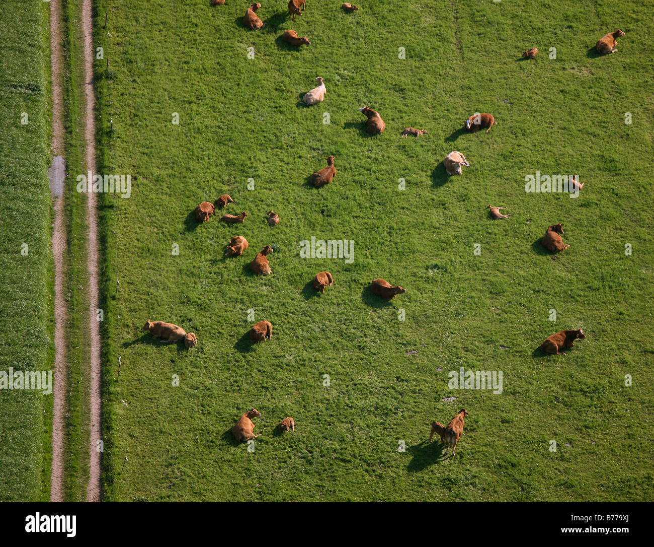 Photo aérienne, les vaches, les pâturages, les paysages du Rhin inférieur, Barth, Nordrhein-Westfalen, Germany, Europe Banque D'Images