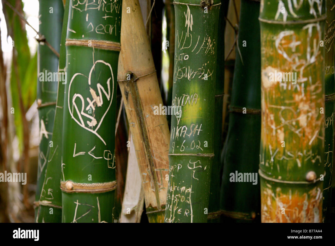 Avec bambou et monogrammes sculptés cœur, Les Jardins botaniques royaux de Pampelmousse, Maurice, océan Indien, Afrique Banque D'Images