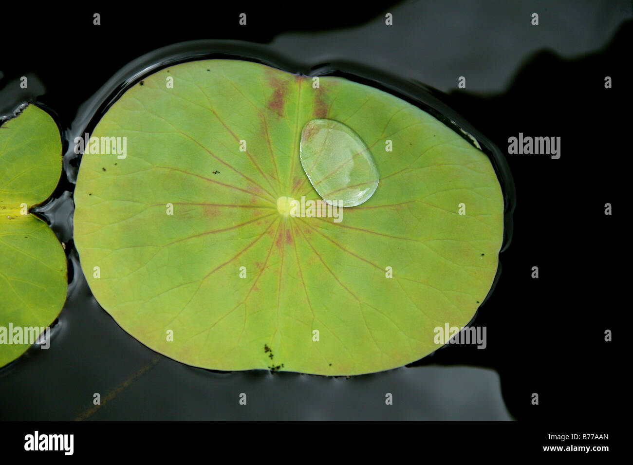 Feuille de nénuphar (Nymphaea), les Jardins botaniques royaux de Pampelmousse, Maurice, océan Indien, Afrique Banque D'Images