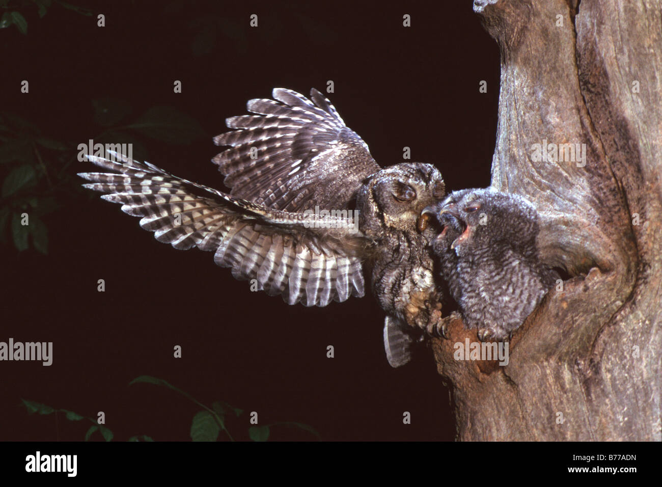 Petit-duc maculé - Phase gris Banque D'Images