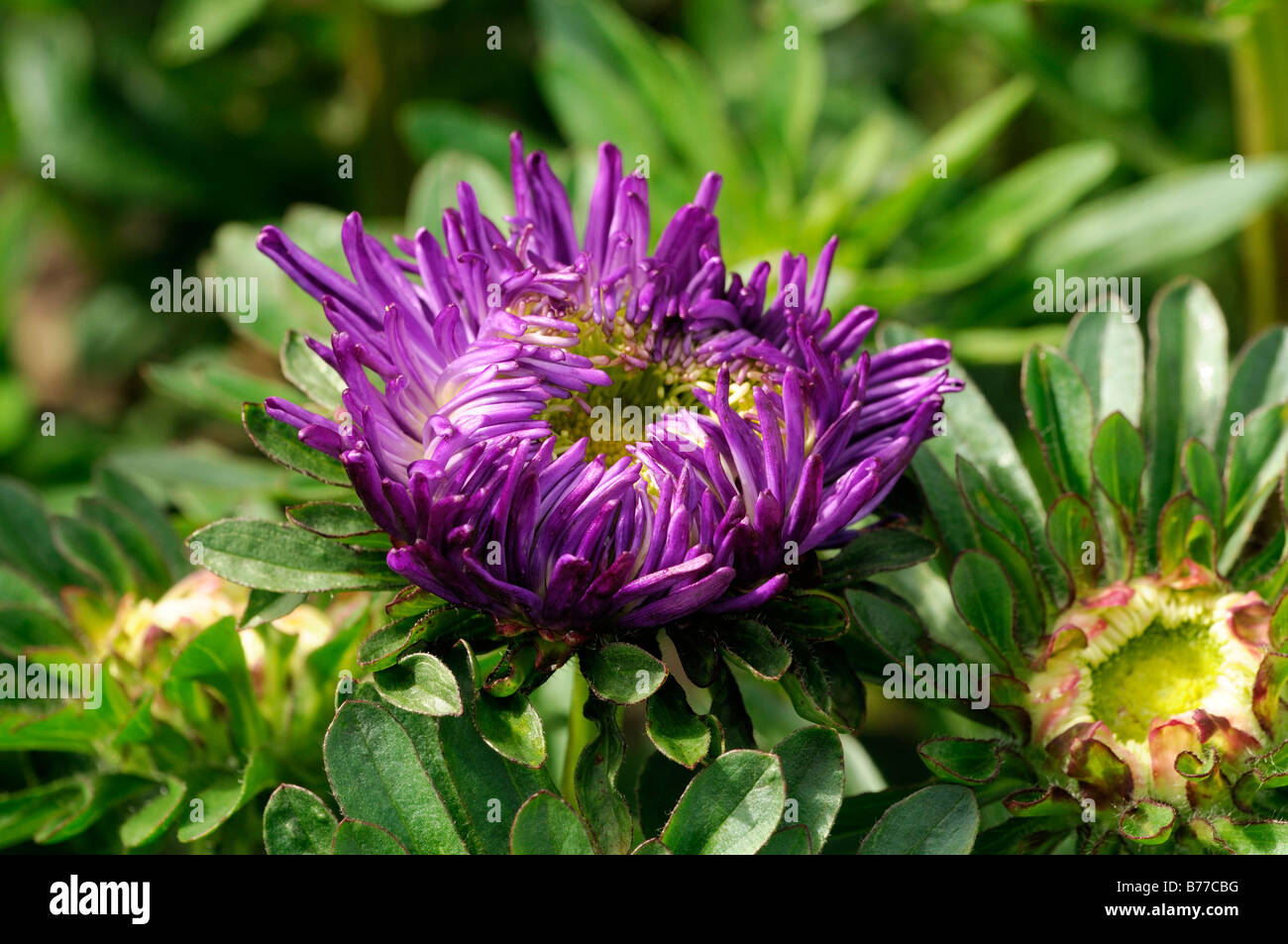 Compliment aster cultivar vivace série rubis Fleur Fleur Fleur Fleur lilas mauve Banque D'Images