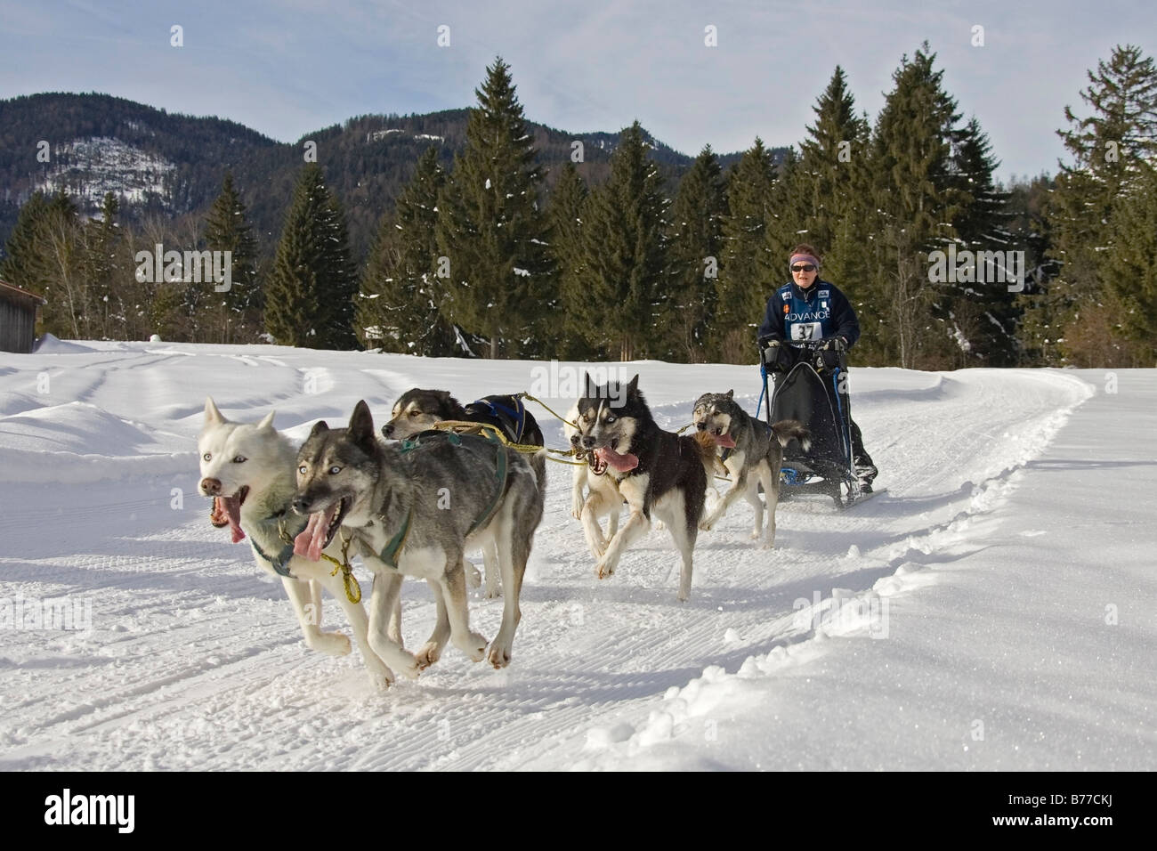 Wallgau, traîneau à chiens traîneau à chiens International race, Bavaria, Germany, Europe Banque D'Images