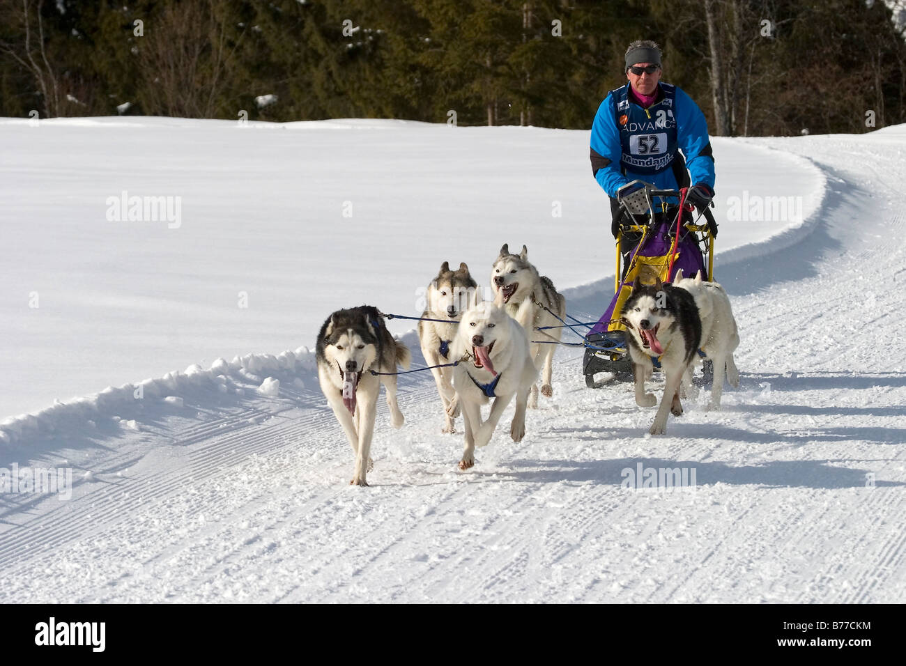 Wallgau, traîneau à chiens traîneau à chiens International race, Bavaria, Germany, Europe Banque D'Images