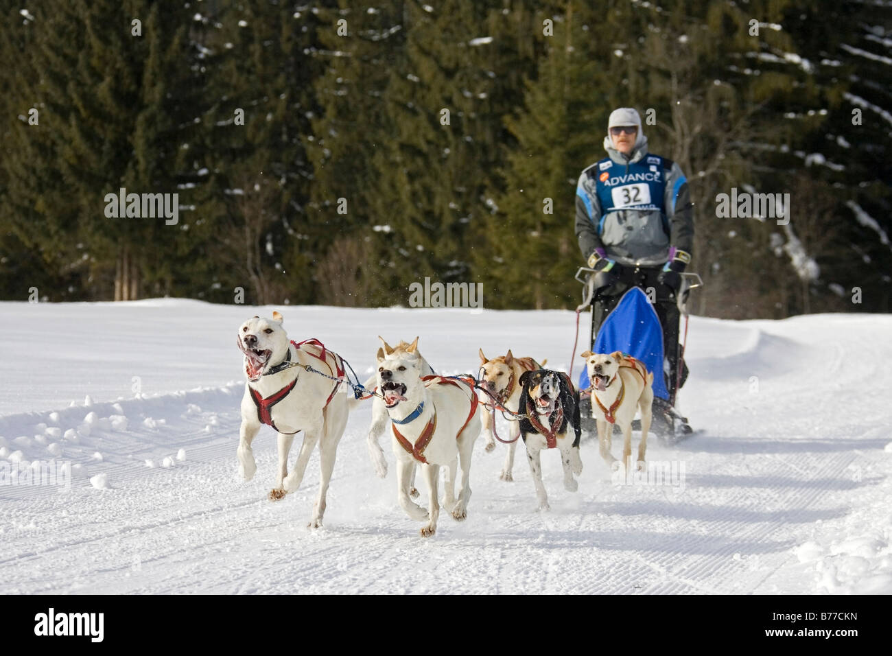 Wallgau, traîneau à chiens traîneau à chiens International race, Bavaria, Germany, Europe Banque D'Images