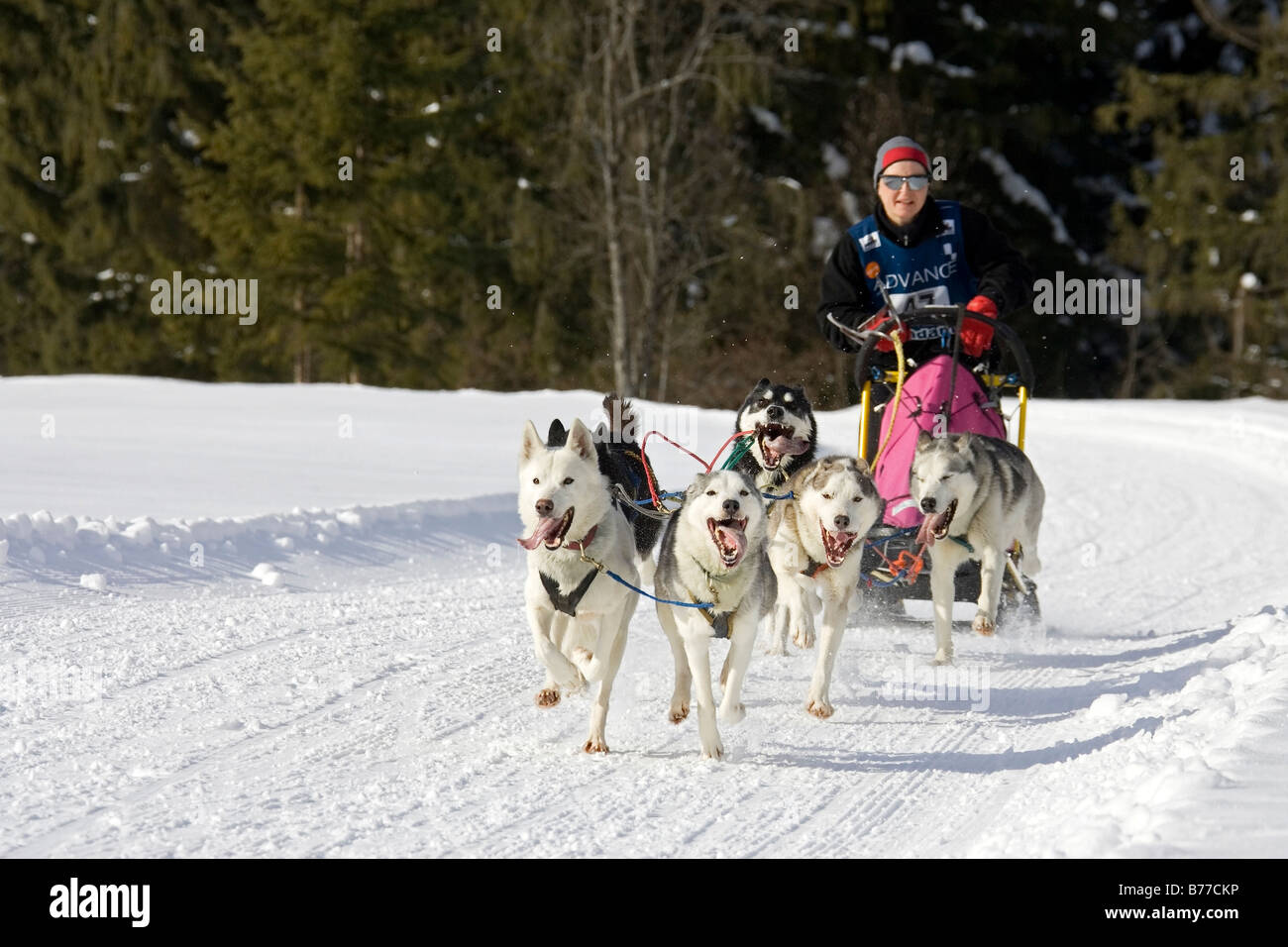 Wallgau, traîneau à chiens traîneau à chiens International race, Bavaria, Germany, Europe Banque D'Images
