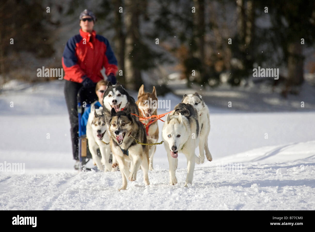 Wallgau, traîneau à chiens traîneau à chiens International race, Bavaria, Germany, Europe Banque D'Images