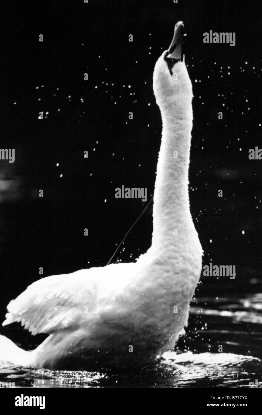 Un cygne sur la rivière Avon à Stratford upon Avon, sf c'est le cou pour essayer de supprimer une ligne de pêche pris dans la bouche de c Banque D'Images