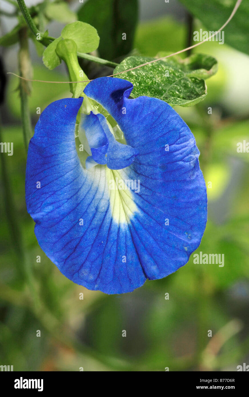 Pois ou pois bleu papillon Vigne (Clitoria ternatea), Blossom Banque D'Images