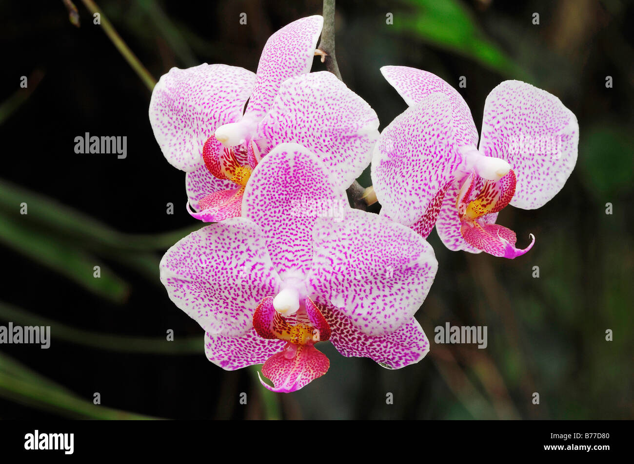 Orchidée Phalaenopsis (spec.) Banque D'Images