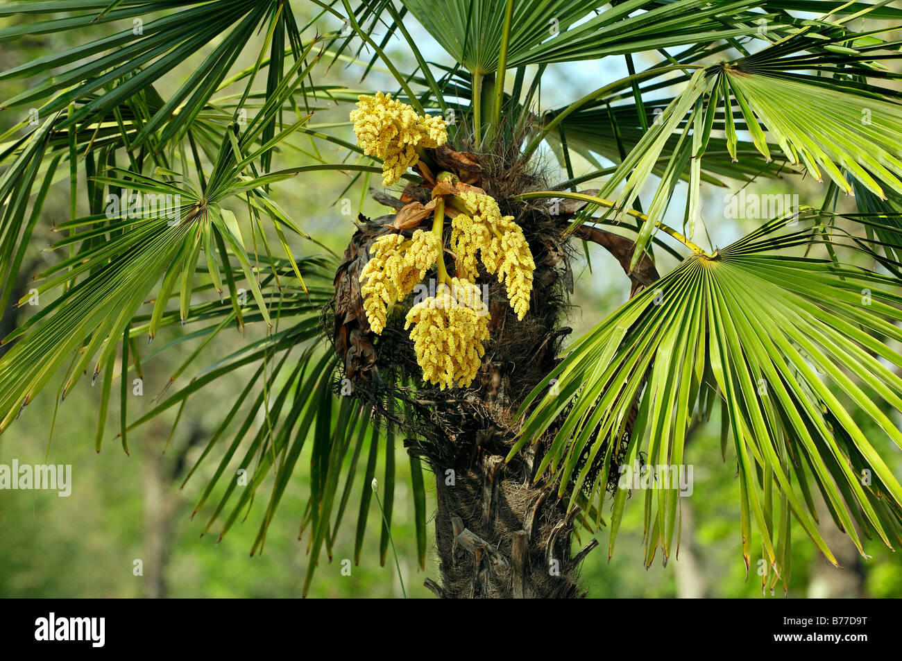 Moulin à Vent chinois ou Palm Palm Chusan (Trachycarpus fortunei), en fleurs Banque D'Images