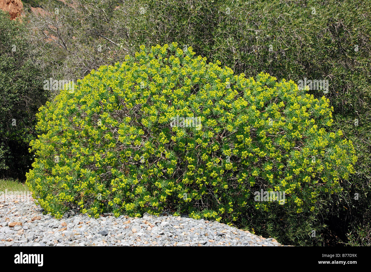 L'euphorbe ésule (Euphorbia dendroides arbre), Provence, Sud de France, France, Europe Banque D'Images