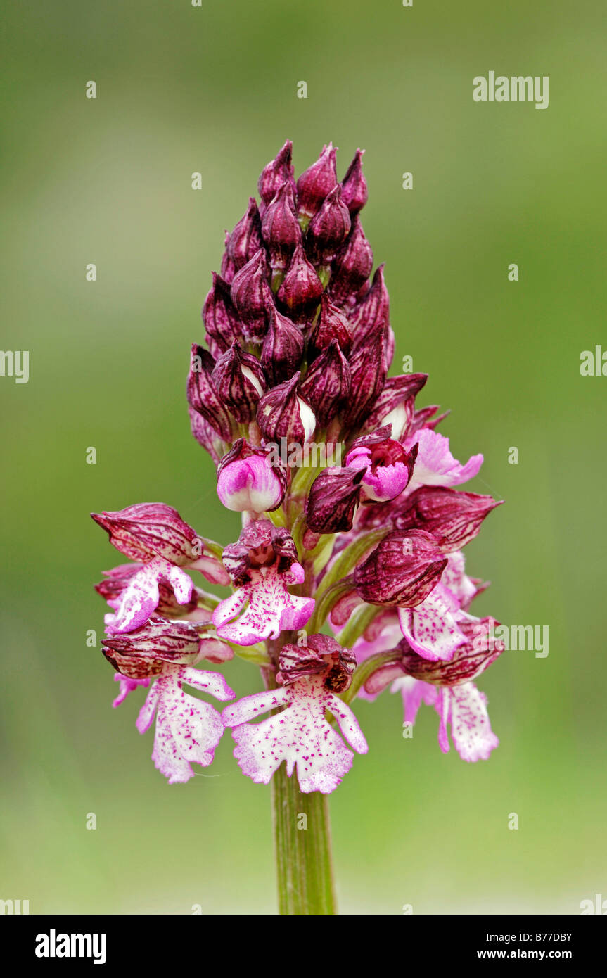 Lady Orchid (Orchis purpurea), Provence, Sud de France, France, Europe Banque D'Images