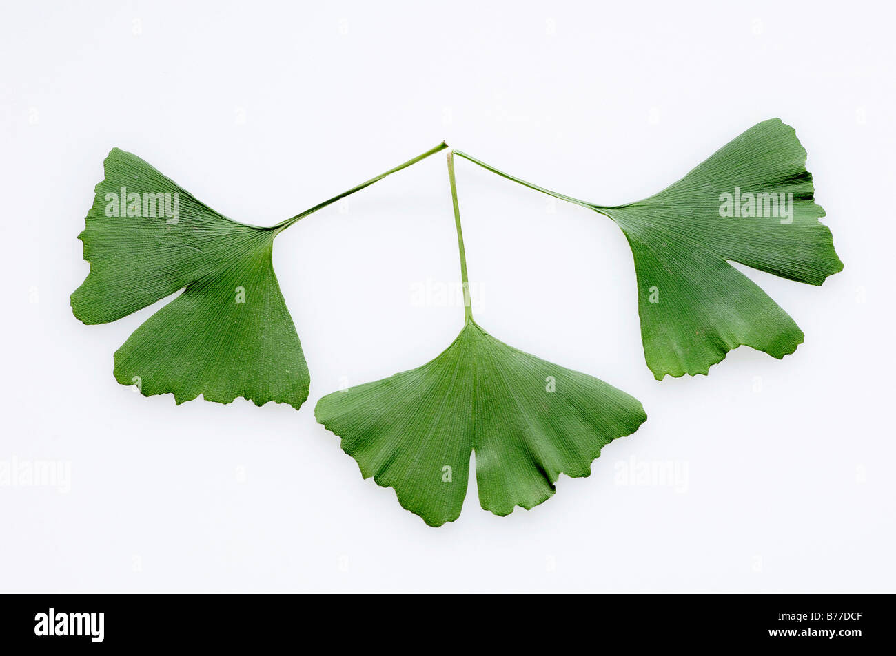 Le Ginkgo ou arbre aux 40 écus (ginkgo biloba) laisse Banque D'Images