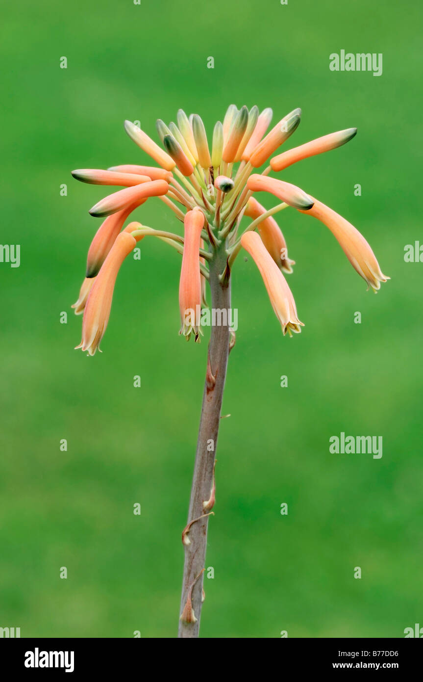 L'aloès (Aloe jucunda), blooming Banque D'Images