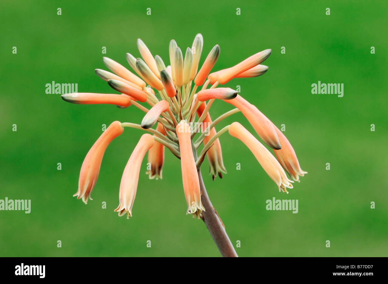 L'aloès (Aloe jucunda), blooming Banque D'Images