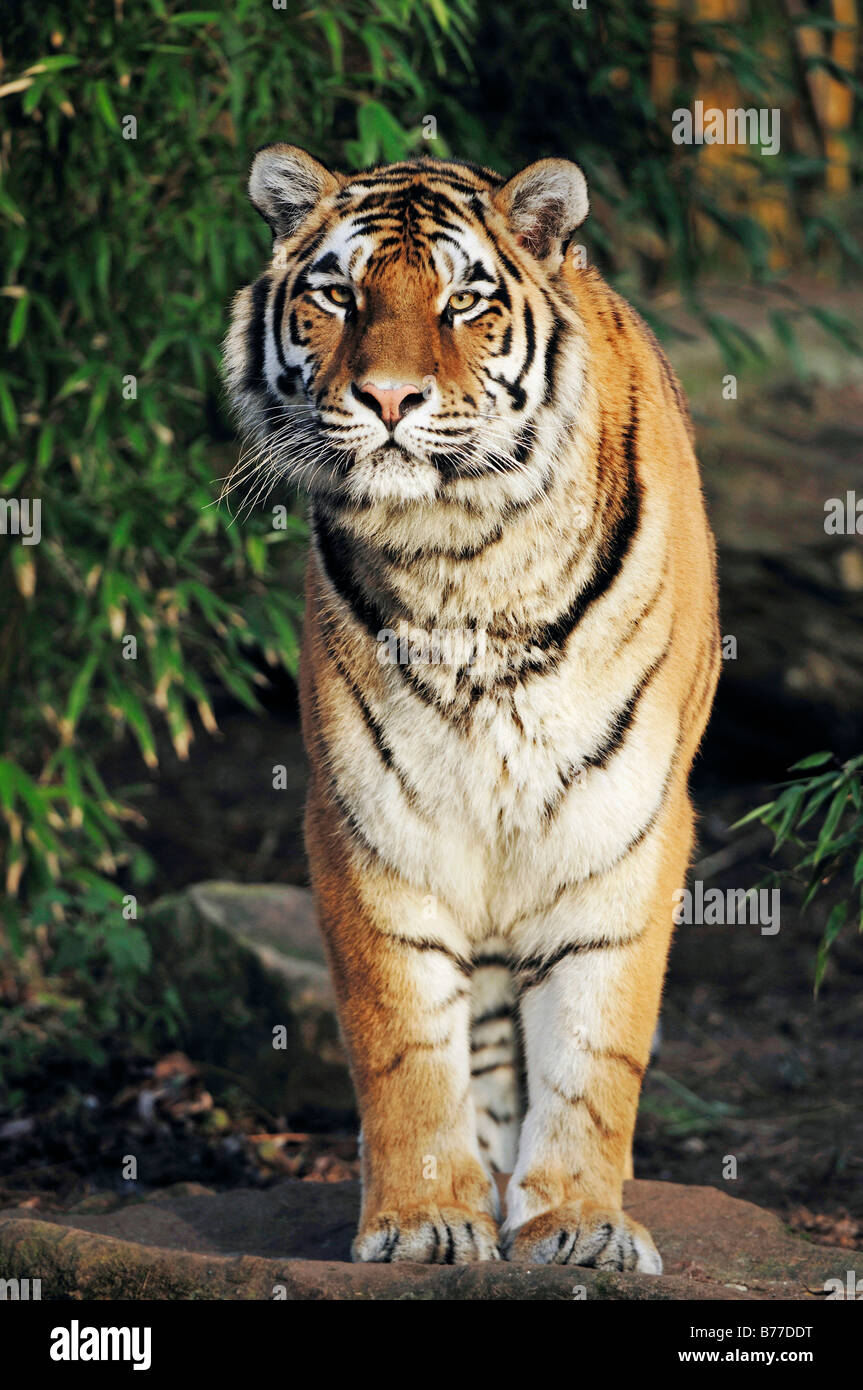 Mandchourie tigre de Sibérie, le Tigre, Tiger (Panthera tigris altaica) Banque D'Images