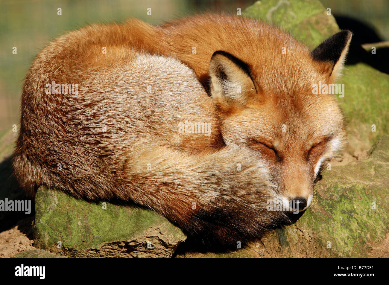 Le renard roux (Vulpes vulpes), Nordrhein-Westfalen, Germany, Europe Banque D'Images