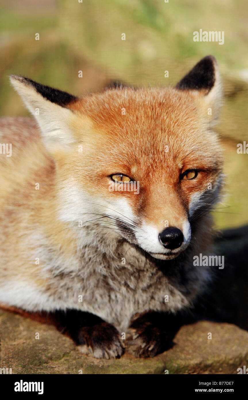 Le renard roux (Vulpes vulpes), portrait, Nordrhein-Westfalen, Germany, Europe Banque D'Images
