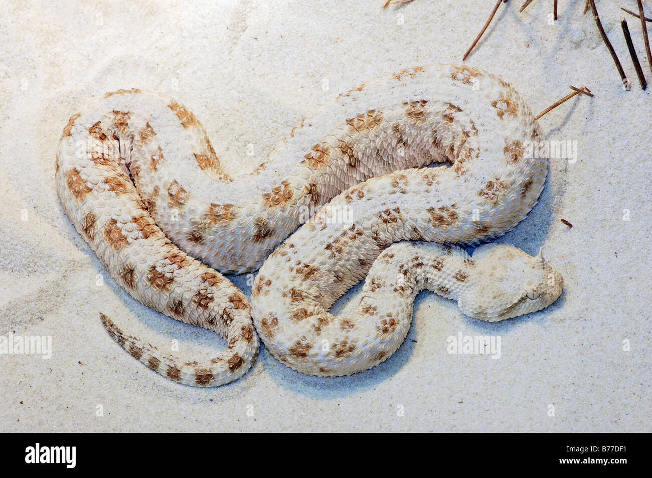 Saharienne (Vipère à cornes Cerastes cerastes) Banque D'Images