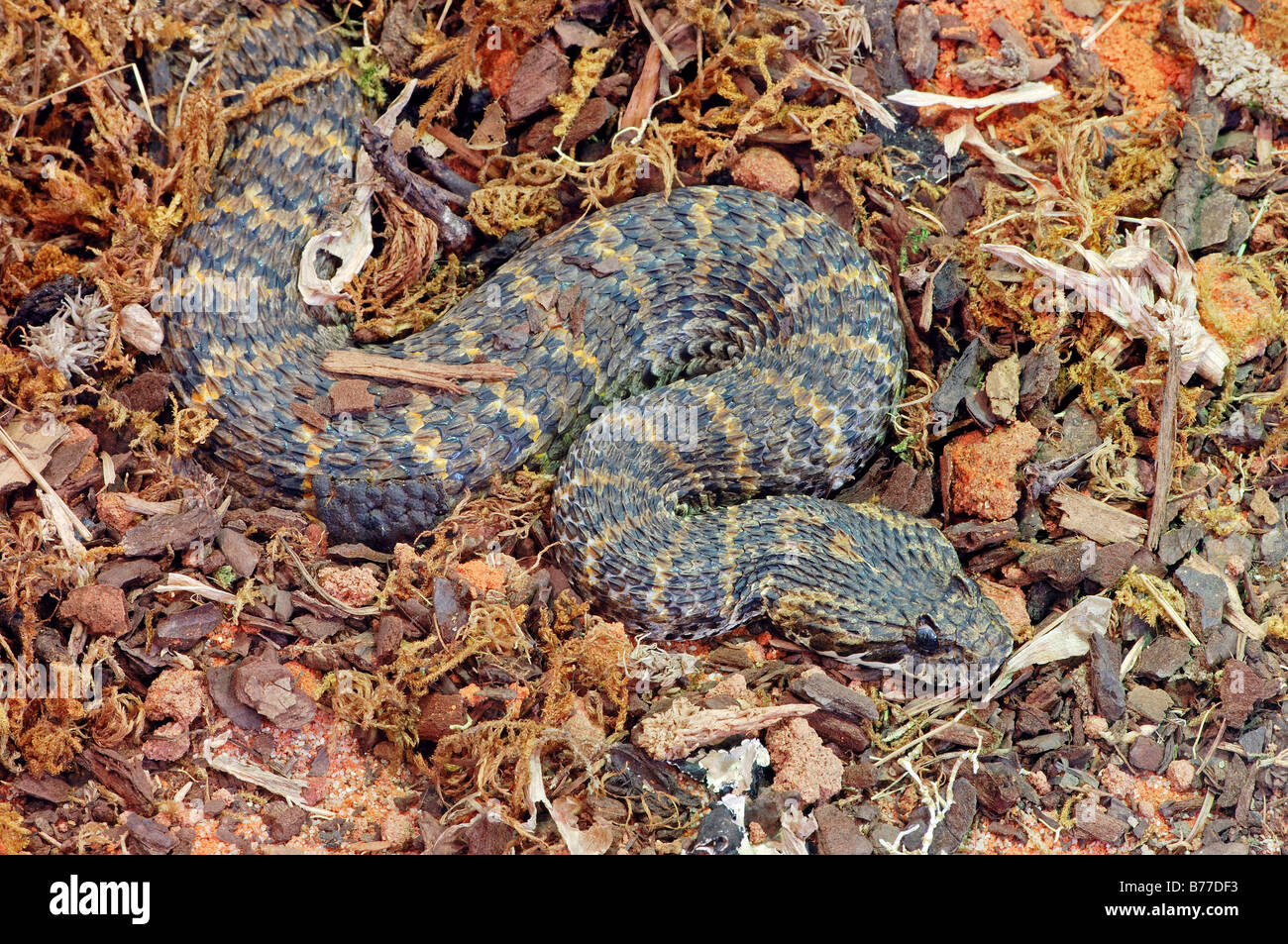 Death Adder (Acanthophis rugosus) Banque D'Images