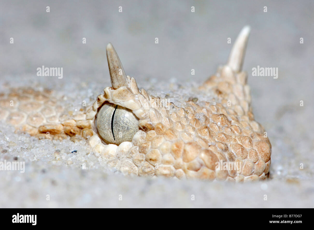 Saharienne (Vipère à cornes Cerastes cerastes), portrait Banque D'Images