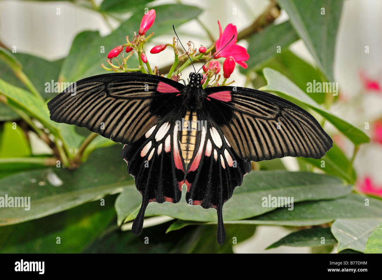 Grand Mormon Papilio memnon) Banque D'Images