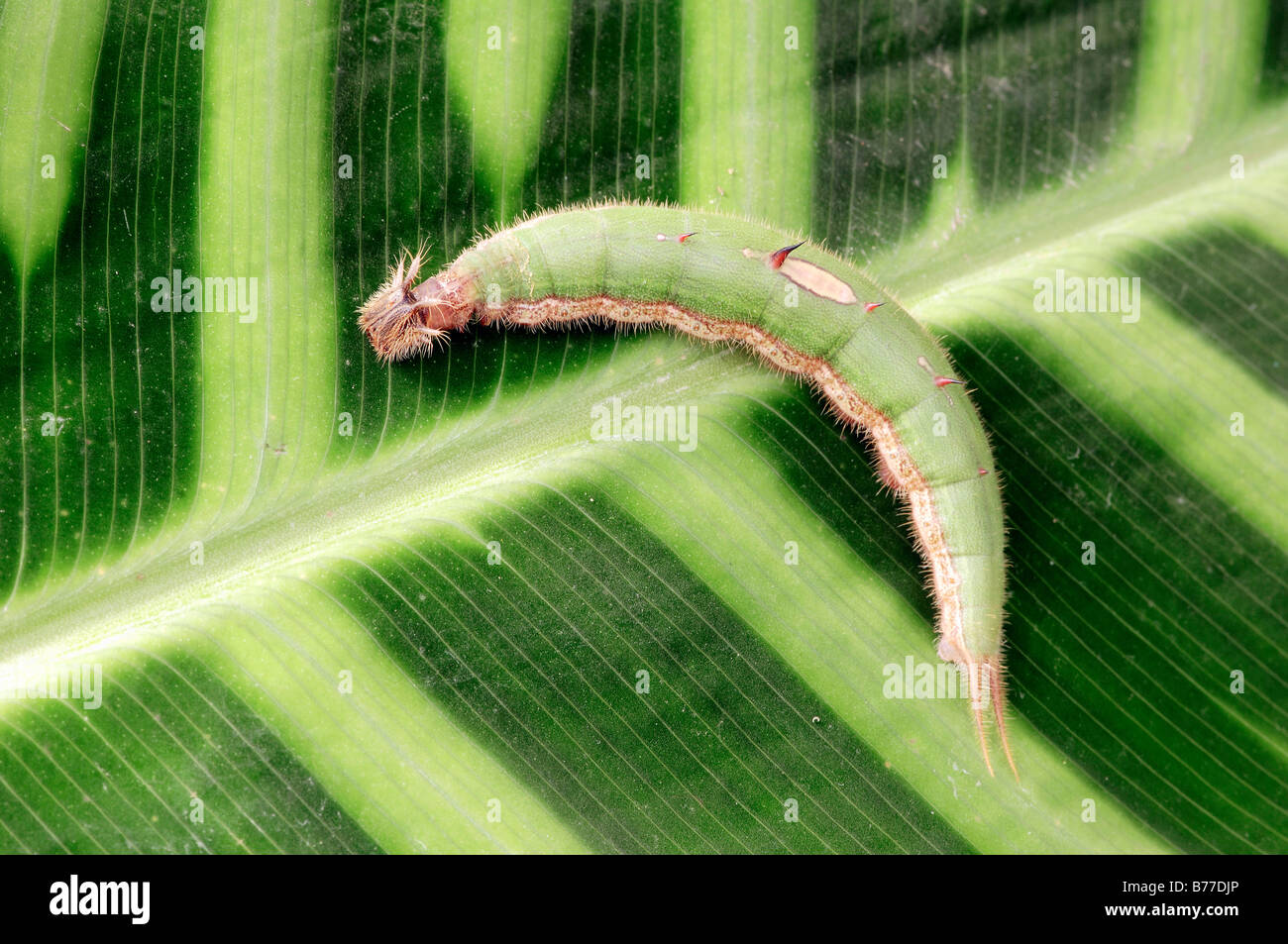 Owl Butterfly, Caterpillar / (Caligo memnon) Banque D'Images