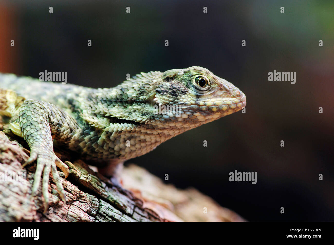 Lizard cubain, le Lézard Curly nord (Leiocephalus carinatus), les jeunes Banque D'Images