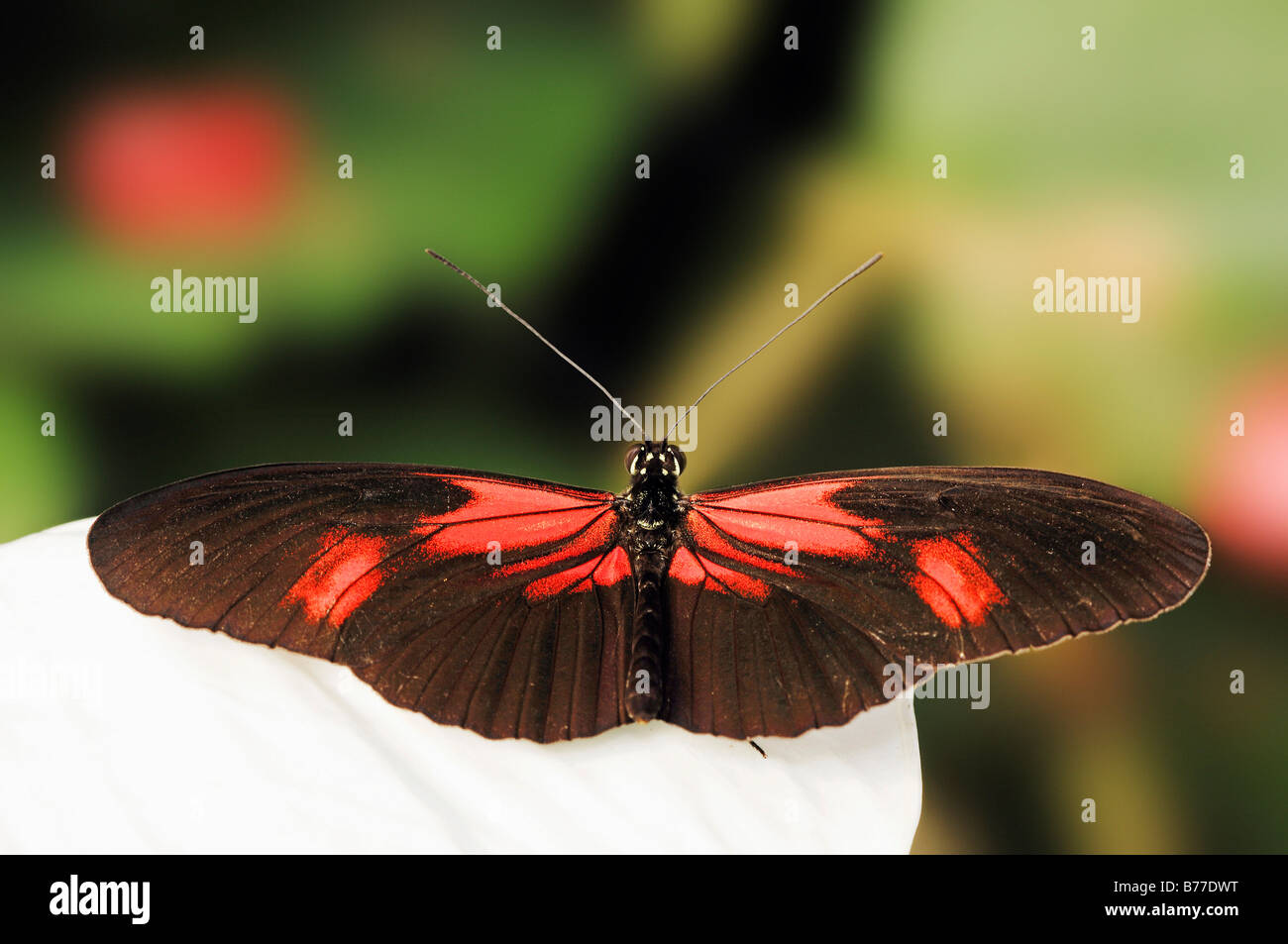 Petit postier, Rouge Passion Flower Butterfly, Crimson-Patched Longwing (Heliconius erato) Banque D'Images