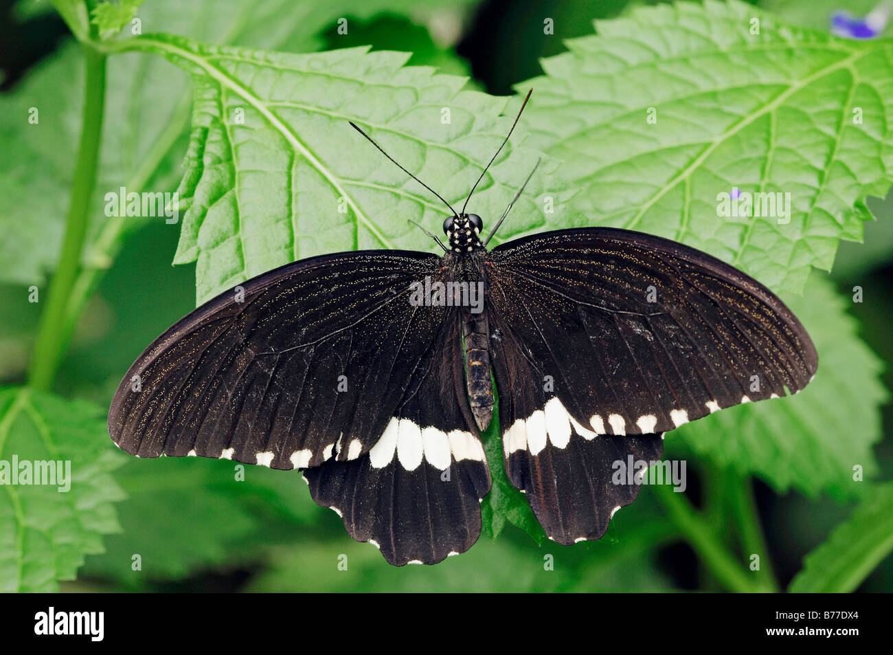 Mormon Papilio polytes (commune) Banque D'Images