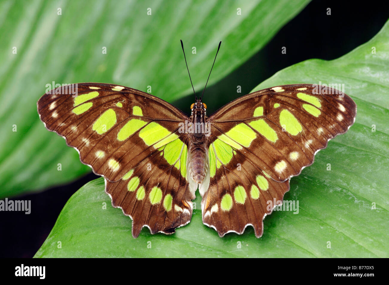 (Siproeta stelenes malachite) Banque D'Images