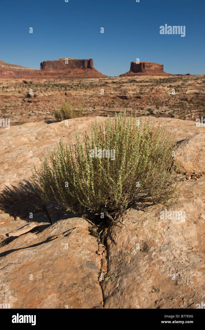 Surveiller et Merrimack buttes, Utah Banque D'Images