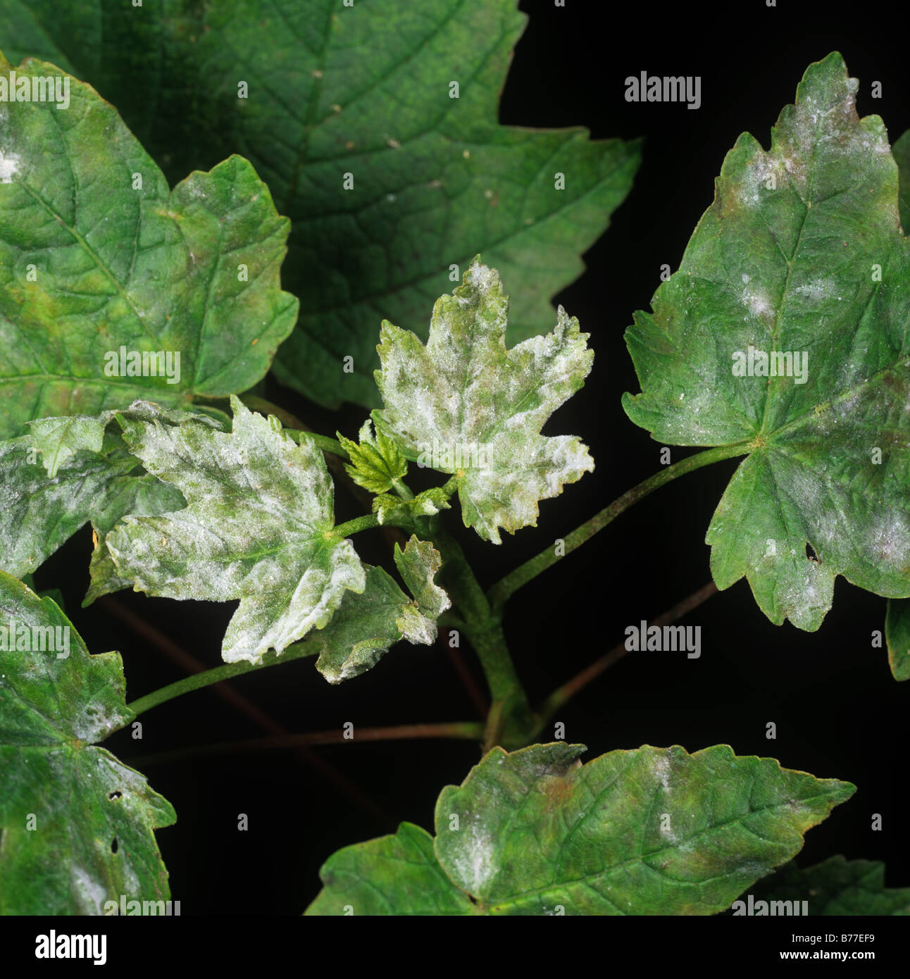 Oïdium (Erysiphe plantani sur les jeunes feuilles de sycomore Banque D'Images