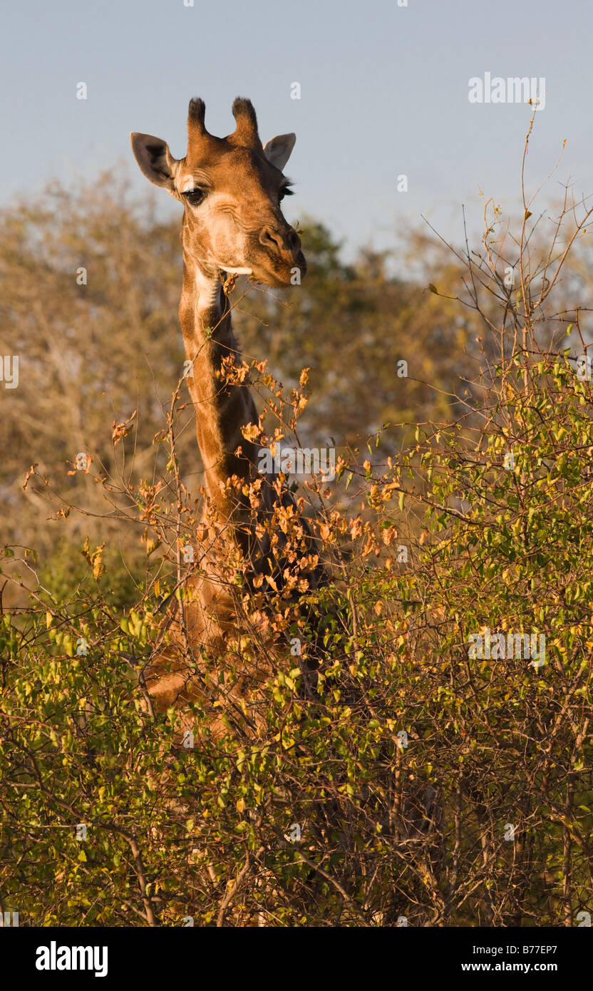 Girafe debout derrière les arbres Banque D'Images