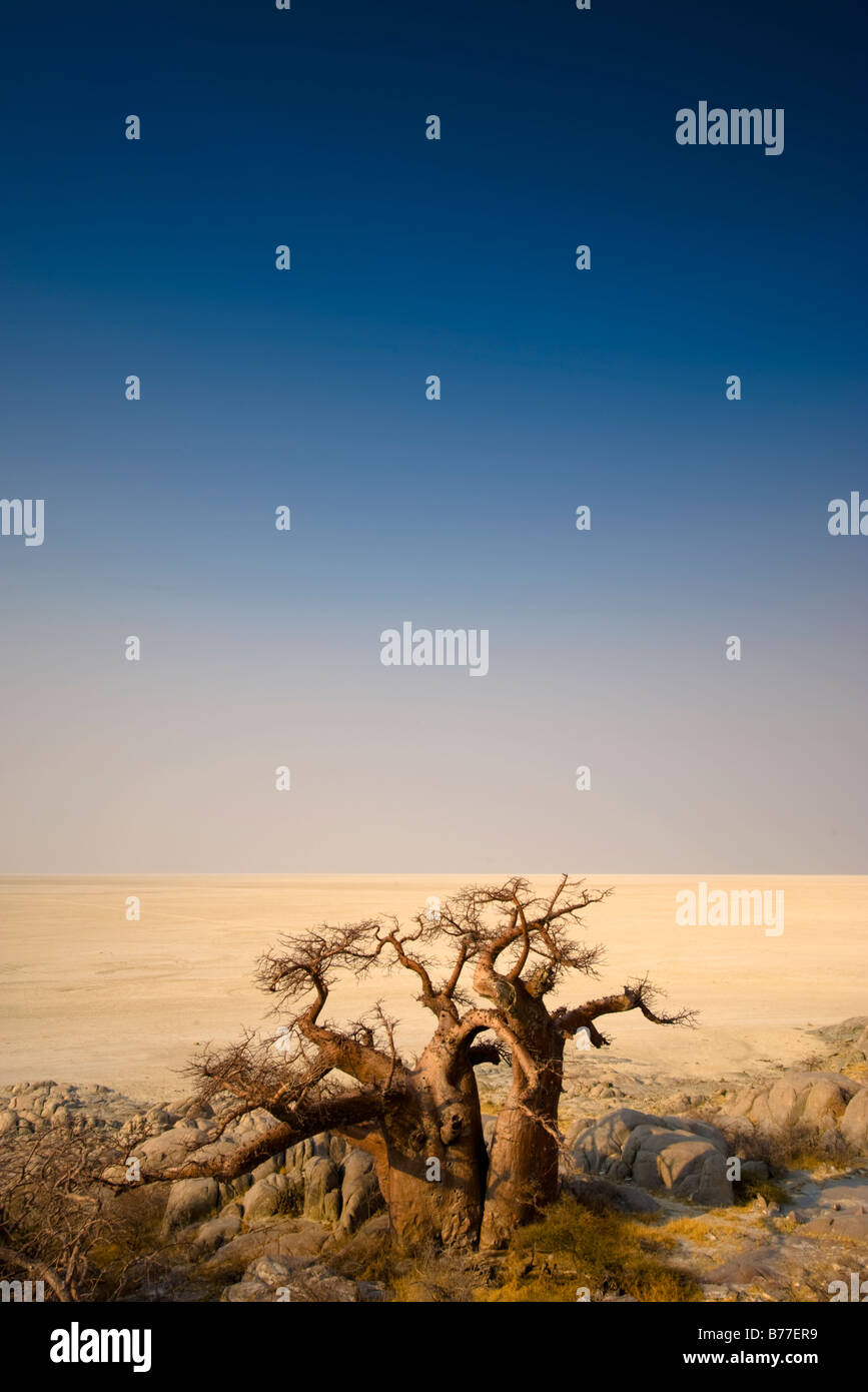 Les arbres dénudés désert sur Kubu Island, Botswana Banque D'Images