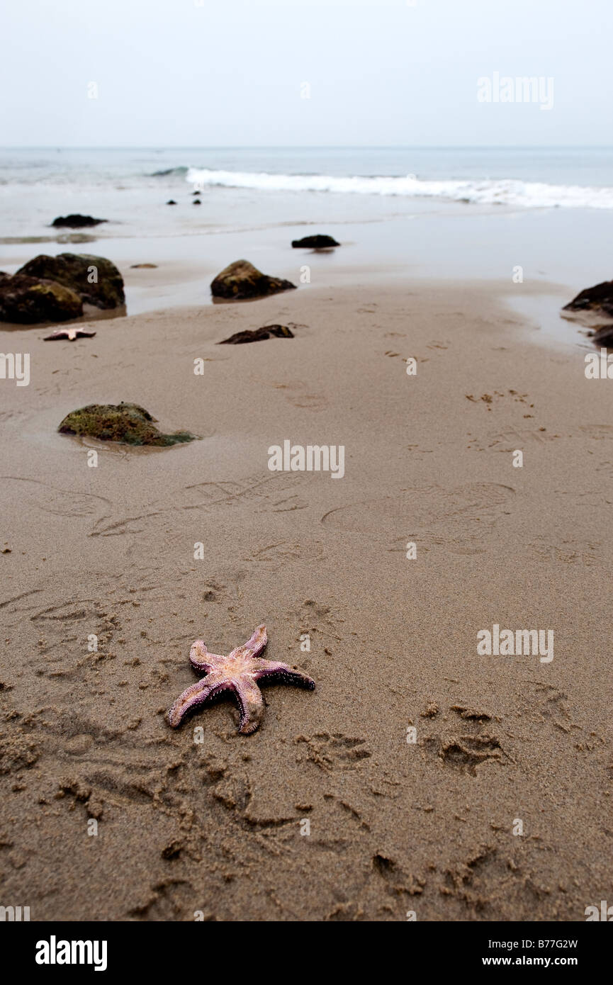 Étoile de mer sur la plage au point Dume State Beach à Malibu en Californie Banque D'Images